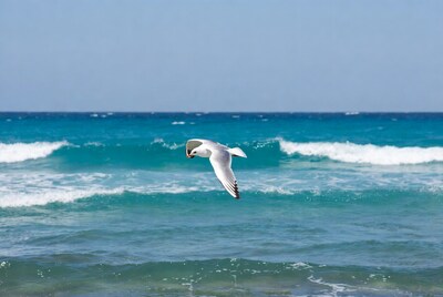 Seagull flying over ocean waves