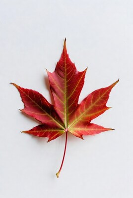 Red Maple Leaf on White Background