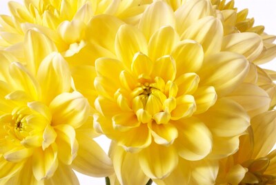 Yellow Dahlia Flowers Close-Up