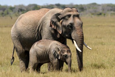 Mother elephant with baby in grassland
