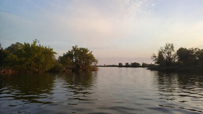 Trees by lake at sunset