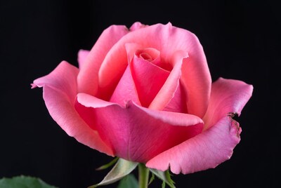 Pink Rose on Black Background