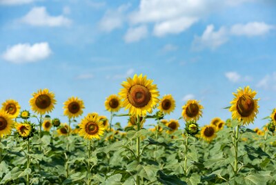 Sunflower Field Under Blue Sky