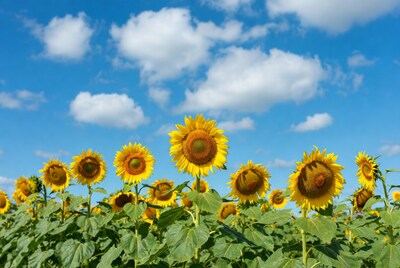 Sunflower Field Under Blue Sky