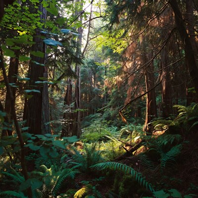 Sunlit Redwood Forest with Ferns