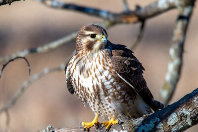 Red-tailed Hawk Perched on Branch