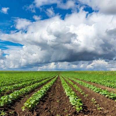 Soybean Field Under Dramatic Sky