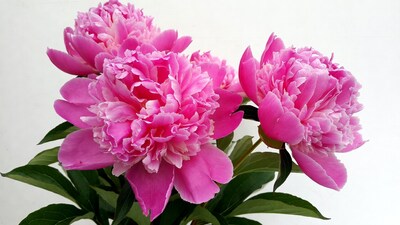 Pink peony flowers on white background