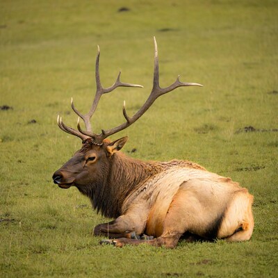 Bull elk lying in green meadow