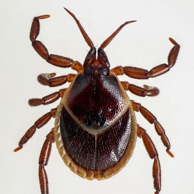 Brown tick on white background