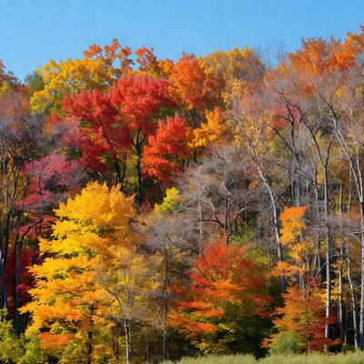 Autumn Forest with Colorful Fall Foliage