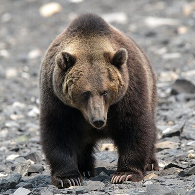 Grizzly bear standing on rocky shore