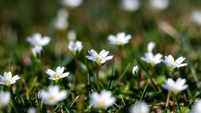 White star-shaped flowers in green grass