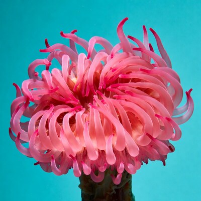 Pink sea anemone underwater