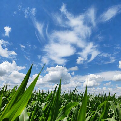 Corn Field Under Blue Sky