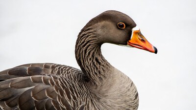 Grey goose profile on white background