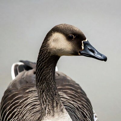 Canada Goose Profile View