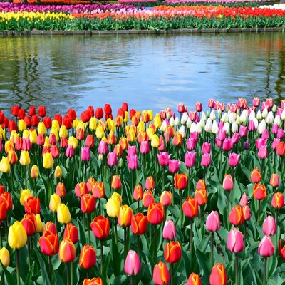 Colorful Tulip Fields by Lake