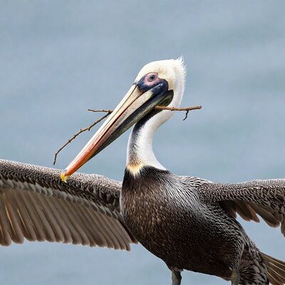 Brown Pelican holding stick in beak