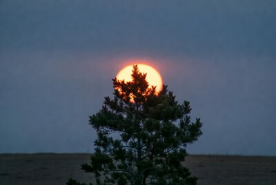 Sun rising behind pine tree