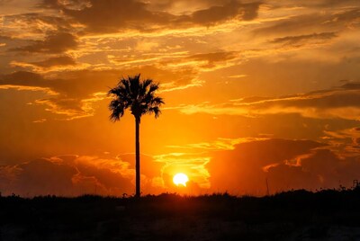 Silhouette Palm Tree at Sunset