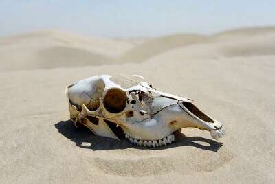 Horse Skull on Sand Dunes