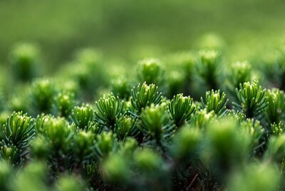 Close-up of green pine needles