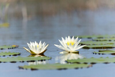 White Water Lilies on Pond