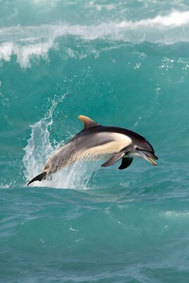 Bottlenose Dolphin Jumping from Ocean Waves