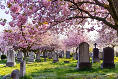 Cherry Blossoms Over Cemetery Gravestones