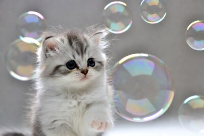 Kitten with colorful bubbles