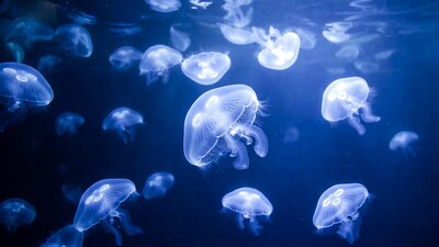 Glowing Blue Jellyfish Underwater