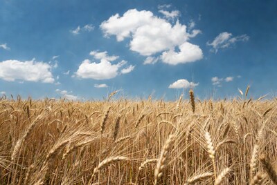 Golden Wheat Field Under Blue Sky