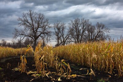Corn Field with Bare Trees under Stormy Sky