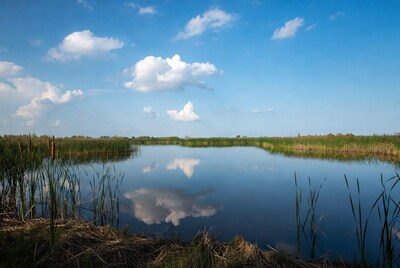 Reeds reflecting in calm marsh lake