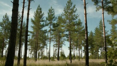 Pine Forest with Tall Trees and Grassy Field