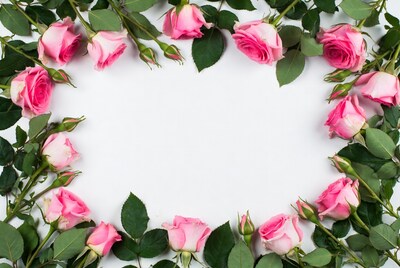 Pink Roses Frame on White Background