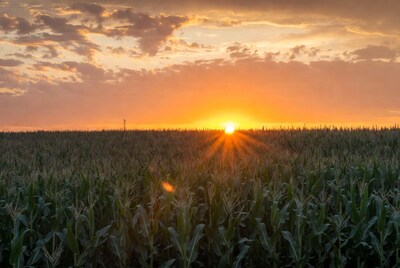 Sunset over cornfield