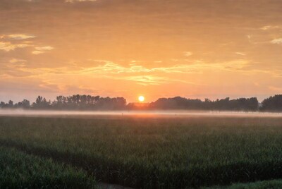 Sunrise over misty cornfield with trees