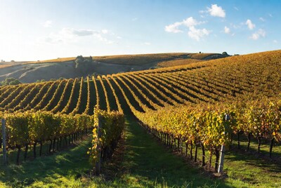 Golden Vineyard Rows on Hills