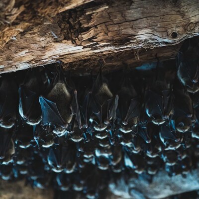 Bats hanging from rotten wood