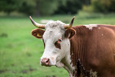 Closeup Holstein cow in green pasture