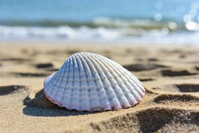 White Seashell on Beach Sand