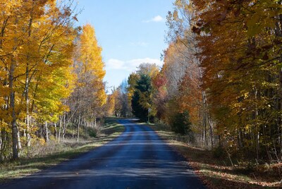Autumn road through yellow trees