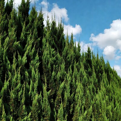 Tall green cypress trees against blue sky