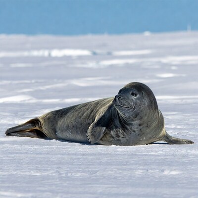 Weddell seal lying on ice