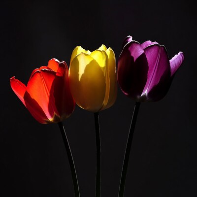 Red Yellow Purple Tulips on Black