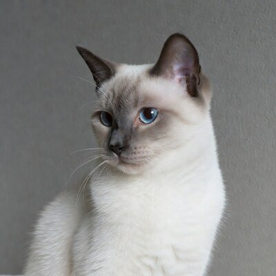 Siamese cat with blue eyes