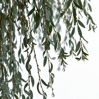 Weeping Willow Branches with Dew Drops
