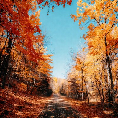 Autumn road through orange trees